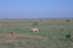 Apartamento:&nbsp;Blue Cove PH2 Watamu Kenya