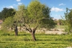 Villa:&nbsp;Finca Es Fasser