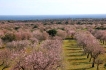 Villa:&nbsp;Mansion Ses Oliveras