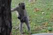 Vakantiewoning:&nbsp;vakantiehuis KRUGER ESTATE WILD OLIVE