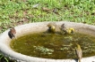 Vakantiewoning:&nbsp;vakantiehuis KRUGER ESTATE WILD OLIVE
